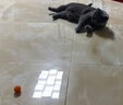 猫咪玩具发射枪毛绒球自嗨解闷弹力无声静音毛球宠物球耐咬逗猫棒 彩色毛绒球50个+发射枪(单发） 实拍图