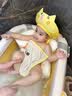 琦童 RARE BABY婴儿洗头神器洗头帽儿童宝宝洗头帽浴帽护耳可调节儿童洗头挡水帽 小猪洗头帽-奶昔黄 实拍图