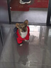 阿莫尔宠物小狗狗衣服秋冬装加绒加厚保暖泰迪比熊小型犬四脚衣猫咪衣服 背背熊（四脚） XL-建议9-12斤内 实拍图