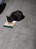 顽皮（Wanpy）猫罐头 泰国原装进口猫咪罐头 宠物猫零食湿粮成猫食品 吞拿鱼＋鲣鱼85g*6罐 实拍图