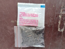 卓天（ZHUOTIAN）矮向日葵种子食用向日葵花种籽四季种室内外盆栽观赏开花植物种子 小矮人向日葵 种子55粒+肥 实拍图