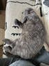 卡露诗（calus）宠物猫咪免水洗泡泡去污干洗除味抑菌驱螨除臭免洗沐浴露520ml 实拍图