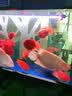 boxtech鱼缸灯led灯龙鱼灯管水族箱专用照明灯增艳增色防水灯大鱼缸灯具 T8系列-18W增艳灯72cm灯管 实拍图