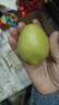绿熊庄园正宗新疆库尔勒香梨酥脆甜多汁冰糖雪梨丑梨子果蔬生鲜水果礼盒装 特级5斤装 单果120g+净重4.5斤 实拍图