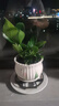 【吸甲醛植物】大叶金钻盆栽室内绿植办公室客厅四季常青水培好养 一盆金钻+花草陶瓷盆 一盆三颗【下单就送颗粒肥】 实拍图