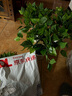双盟仿真绿萝叶盆栽假花人造绿植室内假植物装饰塑料花卉桌面白色螺纹 实拍图