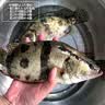 品鲜肴淡水鱼生态小桂鱼鳜鱼桂花鱼鳌花鱼 渔民捕获鲜活鱼现杀水产生鲜 净膛三去1200g （3-6条）小桂鱼 实拍图