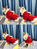 阿莫尔猫咪衣服保暖小猫猫衣服狗狗衣服过年冬天德文布偶猫蛇年宠物服装 福字醒狮唐装(连帽两脚衣) 2XL (具体参考身长和胸围) 实拍图