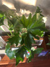 惜林园春羽盆栽室内花卉水养水生绿植好养办公室观叶植物 春羽3株（大）（高45-50） 不含盆 实拍图