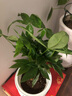 叹为观止大型植物发财树各种大颗盆栽开业乔迁客厅办公室内好养大型花卉 辫子发财树【50-60厘米】 不含盆 实拍图