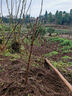 正宗四川龙泉水蜜桃树苗桃树冬桃盆栽脆桃子南方种植水果树苗大全 5年苗 实拍图
