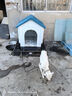 华元宠具（hoopet）狗窝狗房子狗屋室外小型大型犬室内别墅户外狗笼狗窝四季通用夏季 防雨升级款-带天窗带门 90斤内 实拍图