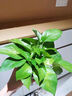 绿有意绿萝盆栽除甲醛室内好养花卉植物绿萝批发办公室新房装修净化空气 120#水冰蓝储水盆10盆+壶+10肥 带盆带土发货 实拍图