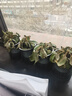 绿有意金钻盆栽植物水培绿植花卉多肉办公室内去吸除甲醛铂金钻绿公主 【4盆推荐】繁星吸水盆+肥 含盆 实拍图