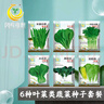 凤鸣雅世四季蔬菜种子青菜芹菜小白菜等6种叶菜类易种蔬菜种子套餐 实拍图
