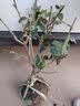 花翁红梅老桩树苗盆栽腊梅盆景花卉室内外庭院耐寒冬季绿植物源头直发 实拍图