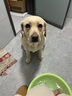 馋小汪宠物狗狗磨牙棒耐咬咬胶真肉缠绕牛皮卷大型犬萨摩金毛通用狗零食 牛皮卷缠鸡肉/鸭肉2根装长约17cm 实拍图