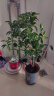 桂花树苗桂花苗盆栽金桂四季桂室内外浓香型阳台花卉绿植庭院盆景植物 四季桂【四季开花浓香】 4年苗【开花多】 实拍图