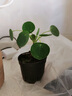 溥畔水培双杆苔藓镜面草盆景镜面草植物上水石微景观好养绿植翠屏金钱 水培【双杆】苔藓球镜面草 +玻璃杯+四方底座 晒单实拍图