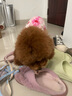 鲁希德狗狗生理裤纸尿裤尿不湿拉拉裤狗卫生巾姨妈裤狗月经裤防外溢 实拍图