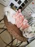 ycqpet猫咪绝育服小猫母猫透气手术服断奶薄款防掉毛术后防舔衣服L 实拍图