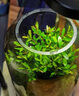 封茗【生命之树】生态瓶苔藓微景观青苔造景缸植物办公室绿植桌面盆栽 微景观(烟灰款)+植物灯+礼盒装 晒单实拍图
