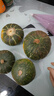 京喜加惠和一号贝贝南瓜生鲜新鲜蔬菜减肥减脂早餐沙拉必备 贝贝南瓜 4斤 带箱 实拍图
