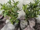 萌肉居金边瑞香观花植物盆栽庭院阳台/金边瑞香原盆土+备用盆源头直发 实拍图