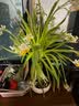 行湘漳州水仙花种球水培绿植盆栽水养花卉球室内冬季花球带芽源头直发 实拍图
