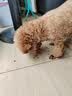 亿佳果狗粮通用型5KG20斤成犬幼犬专用泰迪金毛牛肉味冻干狗粮高钙营养 高营养肉粒双拼（成犬） 5斤 实拍图