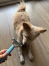 派乐特猫梳子去浮毛宠物猫咪狗狗开结梳子脱毛神器柯基中小型犬刷用品 实拍图