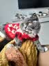 宜品达宠物猫咪衣服保暖冬天小狗狗毛衣秋冬保暖加厚比熊泰迪小猫咪衣服 菱形刺绣樱桃毛衣-套头款 M：胸围39cm【建议7-9斤】 实拍图