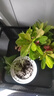 开时果 绿植盆栽桌面水培绿植 办公室植物懒人盆景水养植物源头直发包邮 发财树+富贵竹+文竹+罗汉松 实拍图