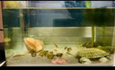黄金蚬鱼缸专吃鱼屎粪便冷水观赏淡水鱼冷水鱼清理净水黄金河蚌 10颗送7颗【观赏、净水、除藻】 实拍图