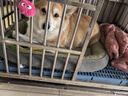 KimPets狗窝猫窝冬季保暖可拆洗加大加厚舒适狗狗垫子狗床中小型犬用品 绿色XL【75*60cm】30斤内 实拍图