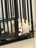 喵先生狗笼中大型犬小型犬狗笼子带厕所家用宠物狗窝围栏狗屋狗狗用品 六面全方管加固款110*75*90cm 实拍图