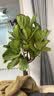 植男植女琴叶榕大叶盆栽绿植室内客厅落地大型棒棒糖乔迁新居好养源头直发 实拍图