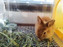 朗缤 兔子活体宠物兔活体新西兰肉兔公主兔小白荷兰侏儒活物兔子宠物 黄色猫猫兔1只 实拍图