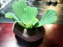石头花盆原生态天然鹅卵石花瓶多肉铜钱草原石菖蒲盆鱼缸水培造景 有排水孔 外径19-22厘米深5厘米以上款随机 实拍图