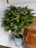 叹为观止大型植物发财树各种大颗盆栽开业乔迁客厅办公室内好养大型花卉 平安树1.2-1.4米 不含盆 实拍图