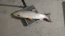 达亿瓦（DAIWA）子龙zillion sv tw2021款国际版日版远投竞技防炸线路亚水滴轮子 21款子龙SV TW 6.3速比国际版 右手型 实拍图