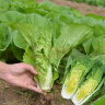 【随种随吃】快菜四季奶油快菜耐热抗病蔬菜快速生长蔬菜种子 快菜种子 1包约1000粒 实拍图