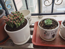 裕轩堂陶瓷花盆个性特大号创意多肉室内简约吊兰绿萝家用阳台绿植带托盘 79098 17厘米左右 实拍图