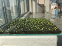 鱼缸水草种子生态玻璃瓶植物种籽孑水培阴性真草装饰造景套餐懒人 趴地矮珍珠水草1万粒+营养液 实拍图