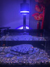 贝森（BESSN）25新款金晶超白玻璃侧滤桌面溪流缸自循环过滤升级干湿分离鱼缸 60*30*30cm6mm桌面缸+灯+滤材套装 实拍图