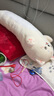 捉趣（ZHUOQU）猫咪抱枕公仔毛绒玩具女孩长条玩偶冰丝睡觉夹腿抱枕生日新年礼物 萨摩耶【独立内胆】 全长约90cm 实拍图