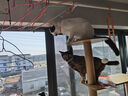 【工厂直发】猫爬架猫窝加粗大型猫树一体太空舱多层猫别墅 A805六层猫窝太空舱设计 实拍图