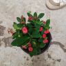 绿有意绿植盆栽多肉花卉盆栽植物室内桌面水培绿植办公室客厅植物懒人 开花组合】虎刺梅+栀子花 实拍图
