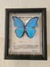 大蓝闪蝶标本【真蝴蝶标本】稀有进口天堂凤蝶摆件 大蓝闪蝶 10寸框 实拍图