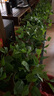 双盟仿真绿萝叶盆栽假花人造绿植室内假植物装饰塑料花卉桌面白色螺纹 实拍图